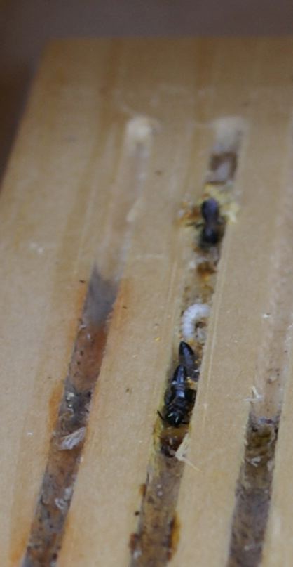 resbod_2_emerging_hilaeus1.jpg